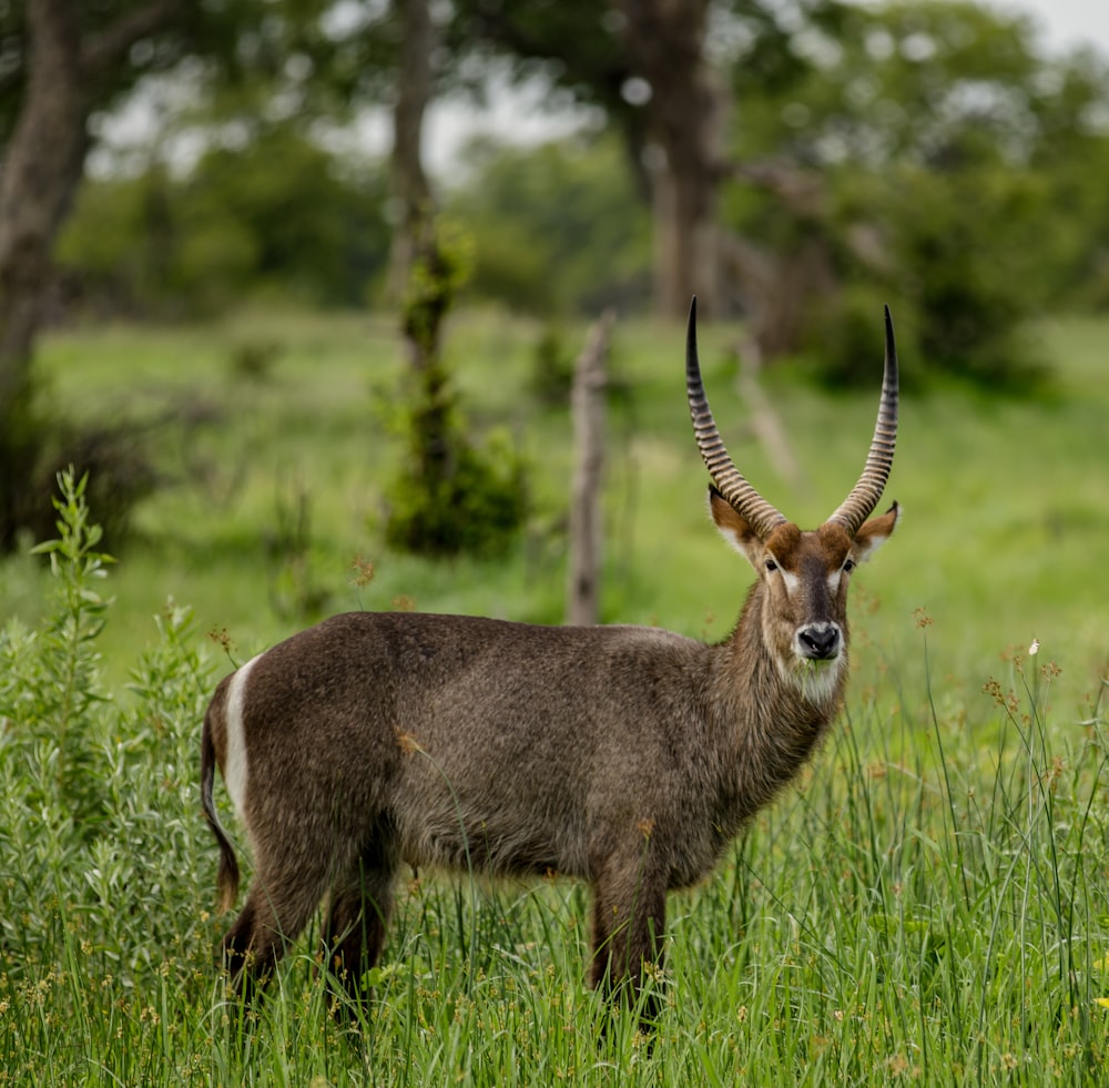 a horned animal standing in a lush green field