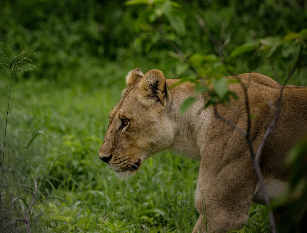 a lion walking through a lush green forest