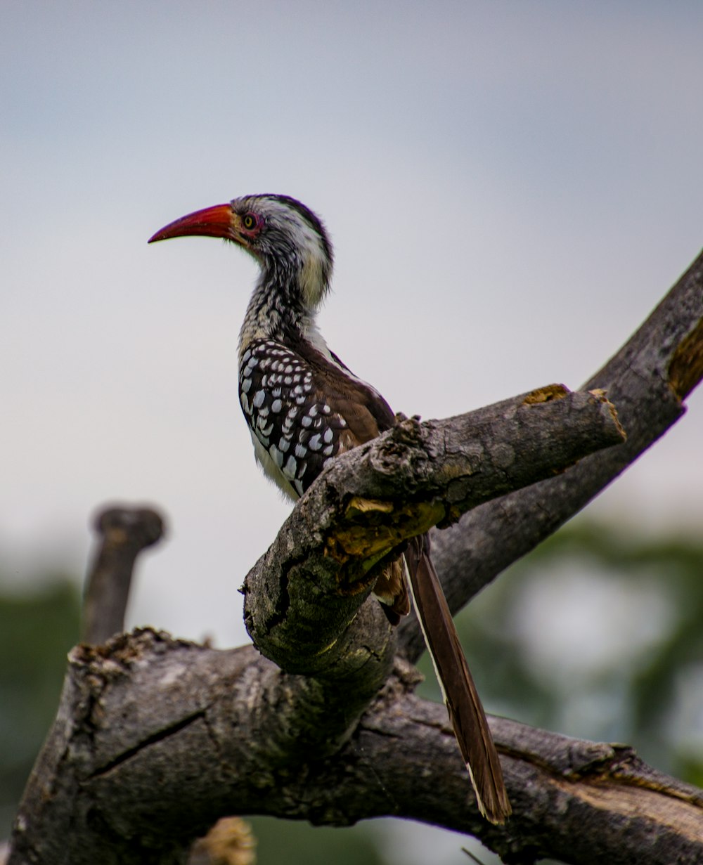 a bird sitting on a branch of a tree