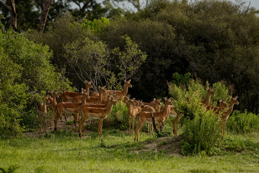 A group of antelopes is gathered in a lush, green forest clearing surrounded by dense foliage and vegetation.