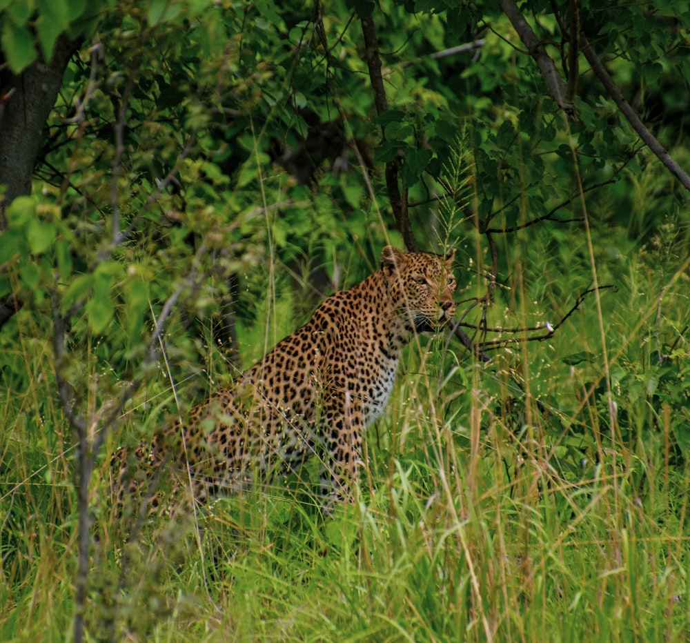 a leopard is standing in the tall grass