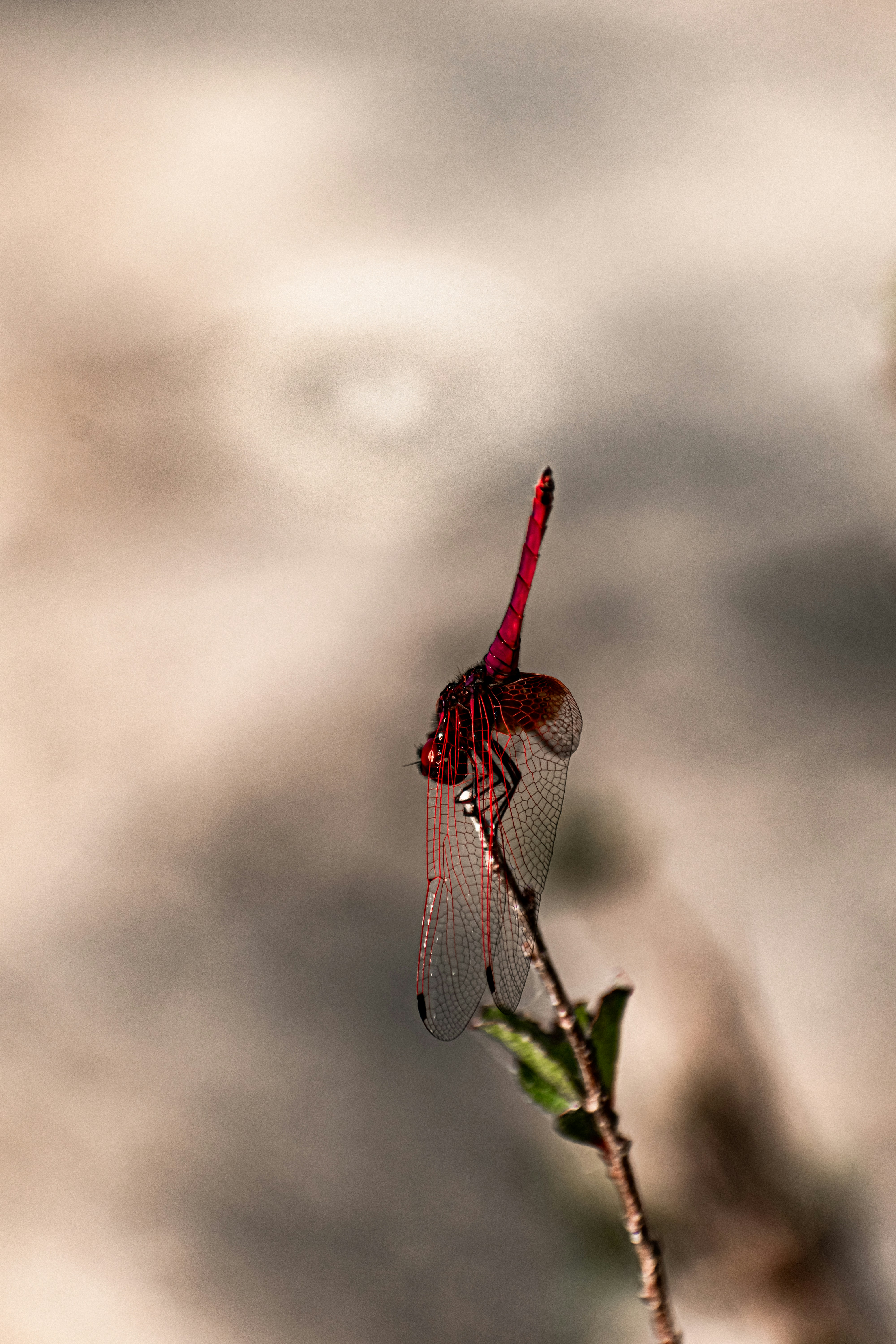 The Two Memory Systems You Use Without Knowing