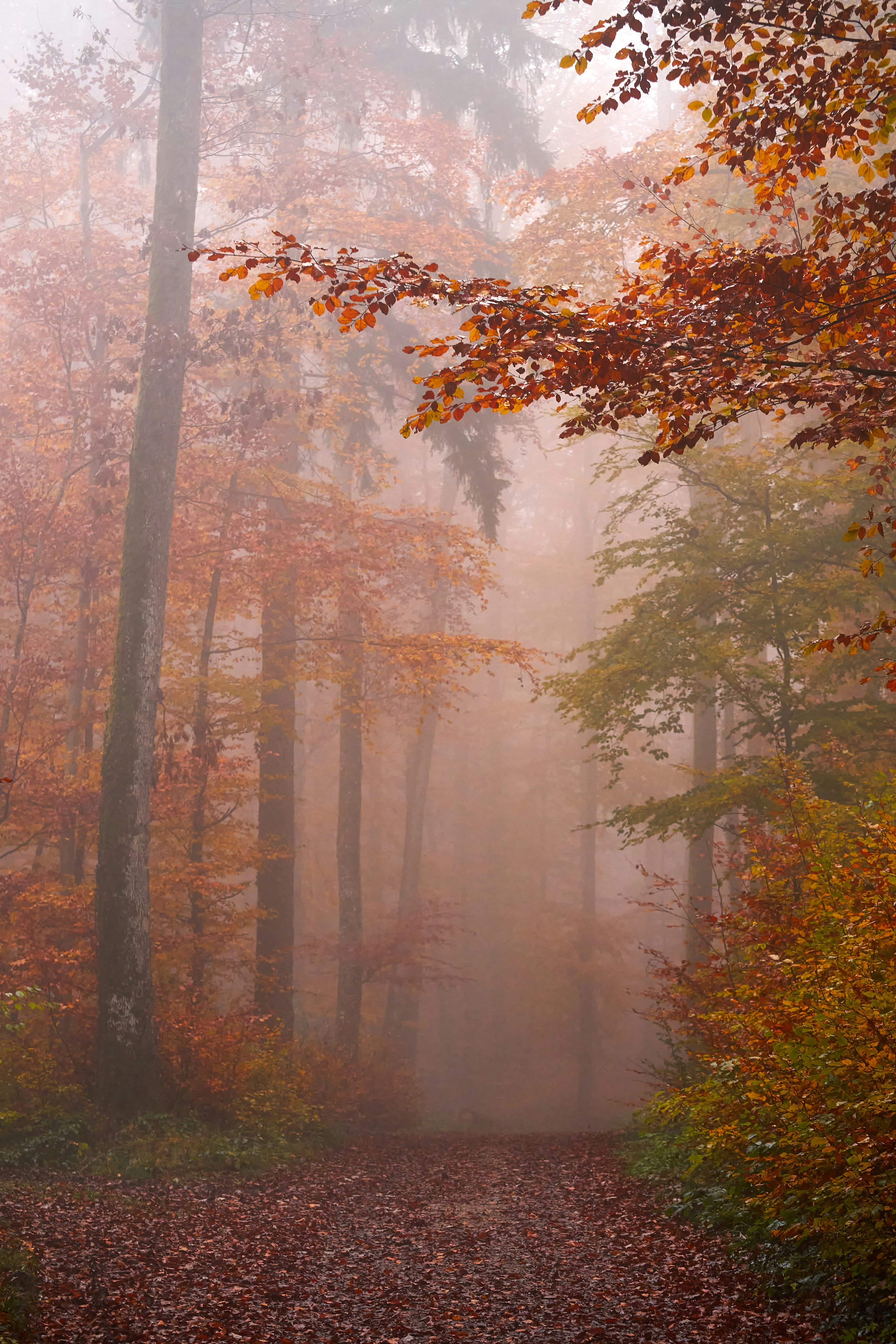 Photo by wolfgang_hasselmann