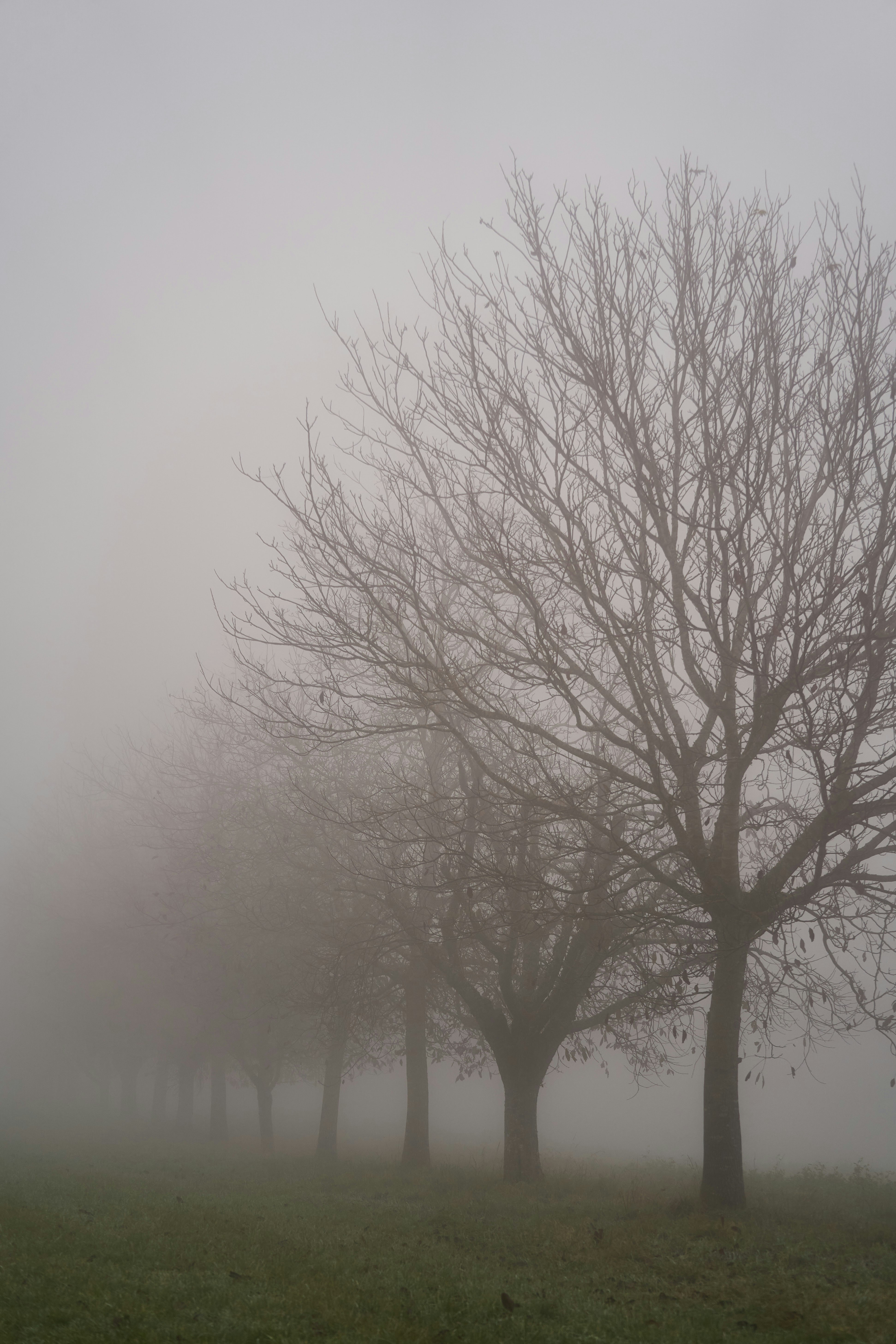 Photo by wolfgang_hasselmann