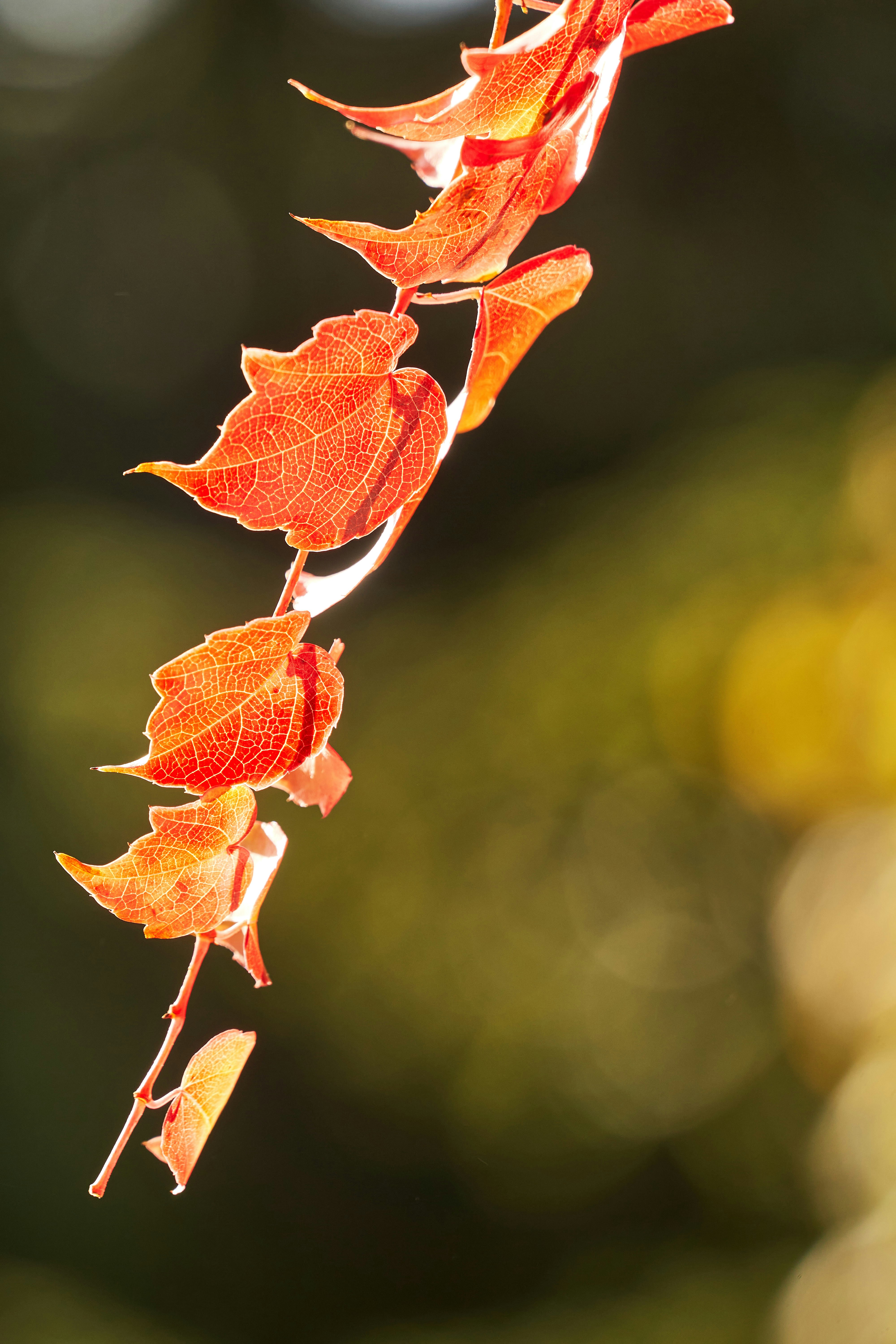 Photo by wolfgang_hasselmann