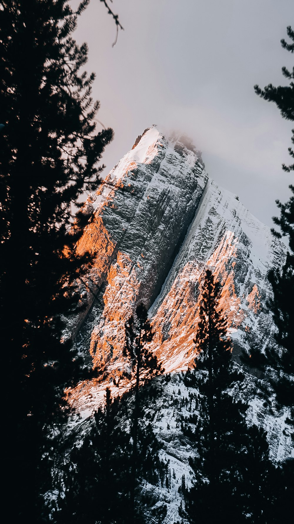 a snow covered mountain surrounded by pine trees