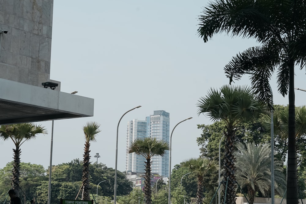a city street with palm trees and tall buildings in the background