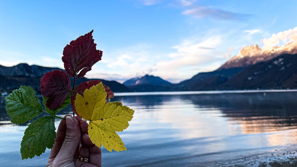 a person holding a leaf over a body of water