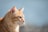 a close up of a cat looking off into the distance