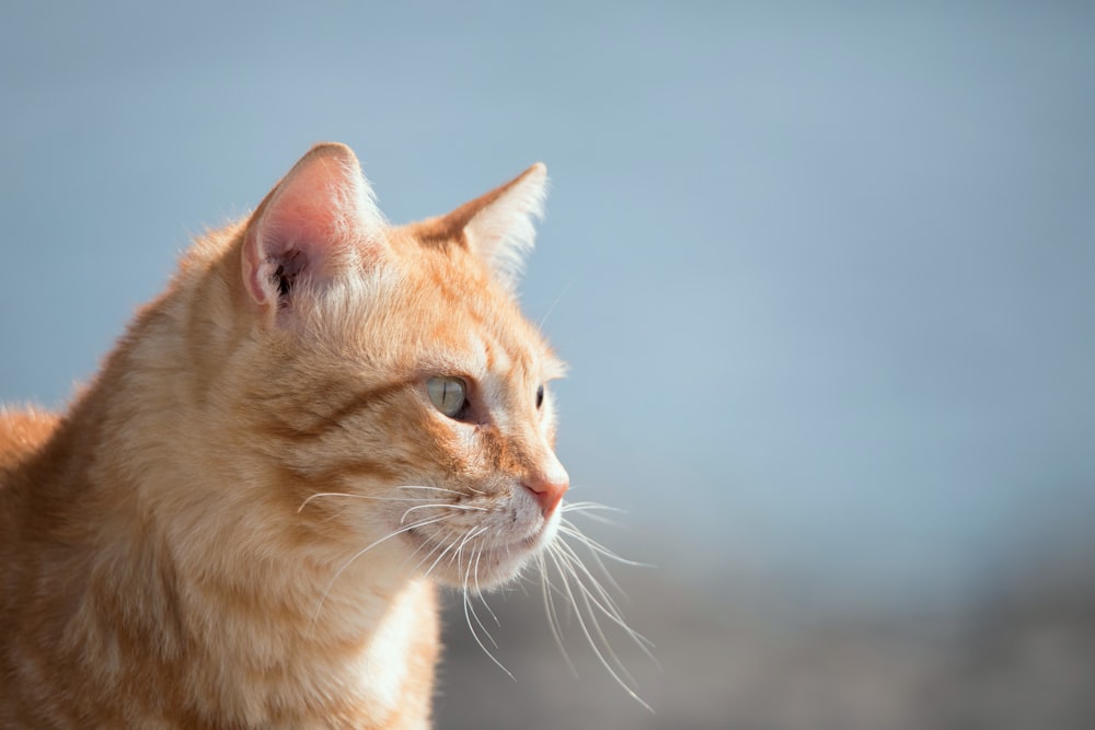 a close up of a cat looking off into the distance