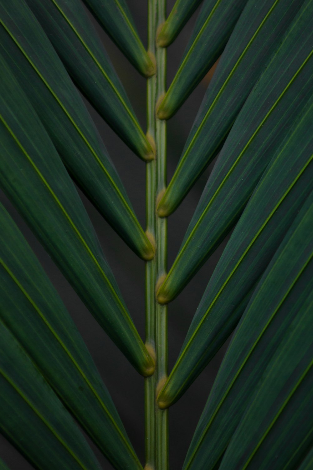 a close up of a large green leaf