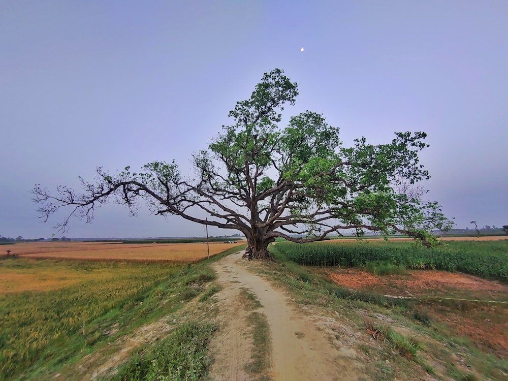 Ein großer Baum sitzt auf einem Feldweg