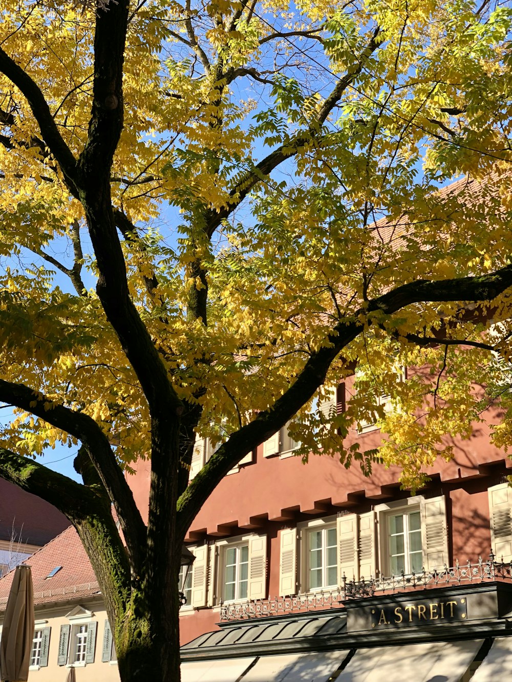 a tree with yellow leaves in front of a building