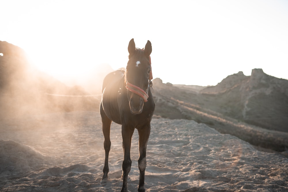 a brown horse standing on top of a sandy beach