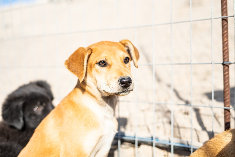 two dogs are standing behind a wire fence