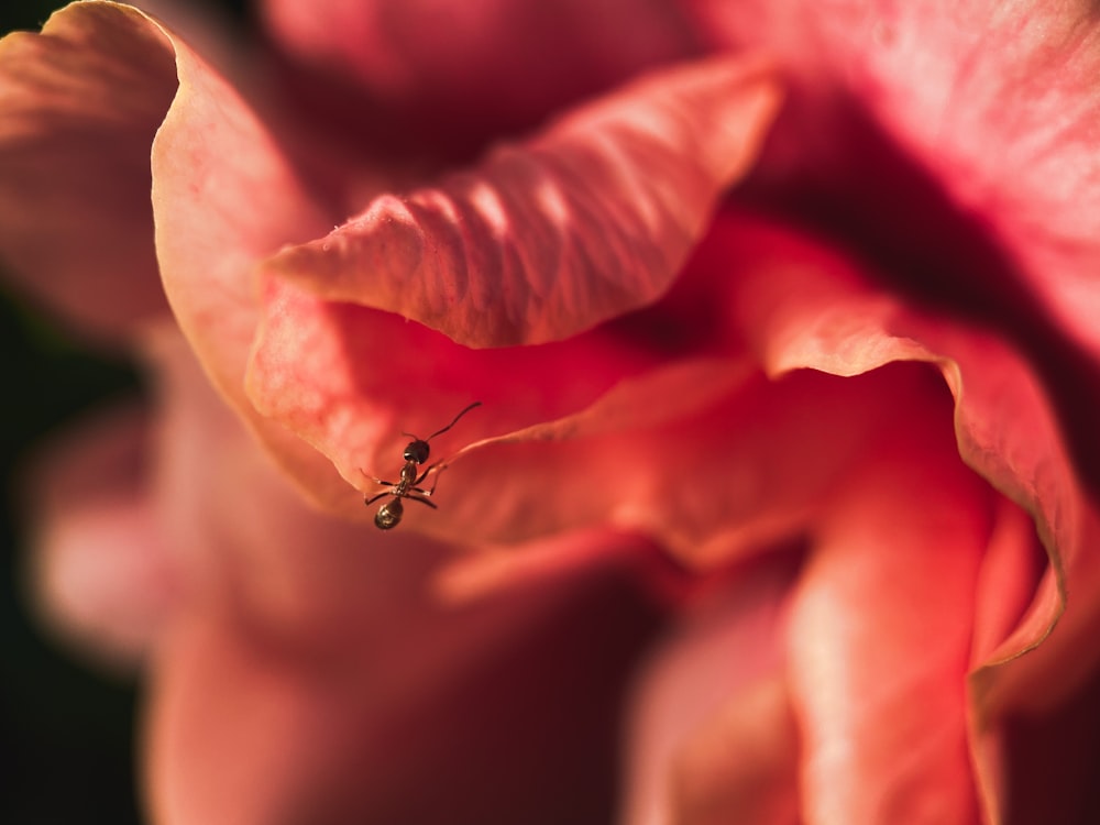 a small insect sitting on top of a pink flower