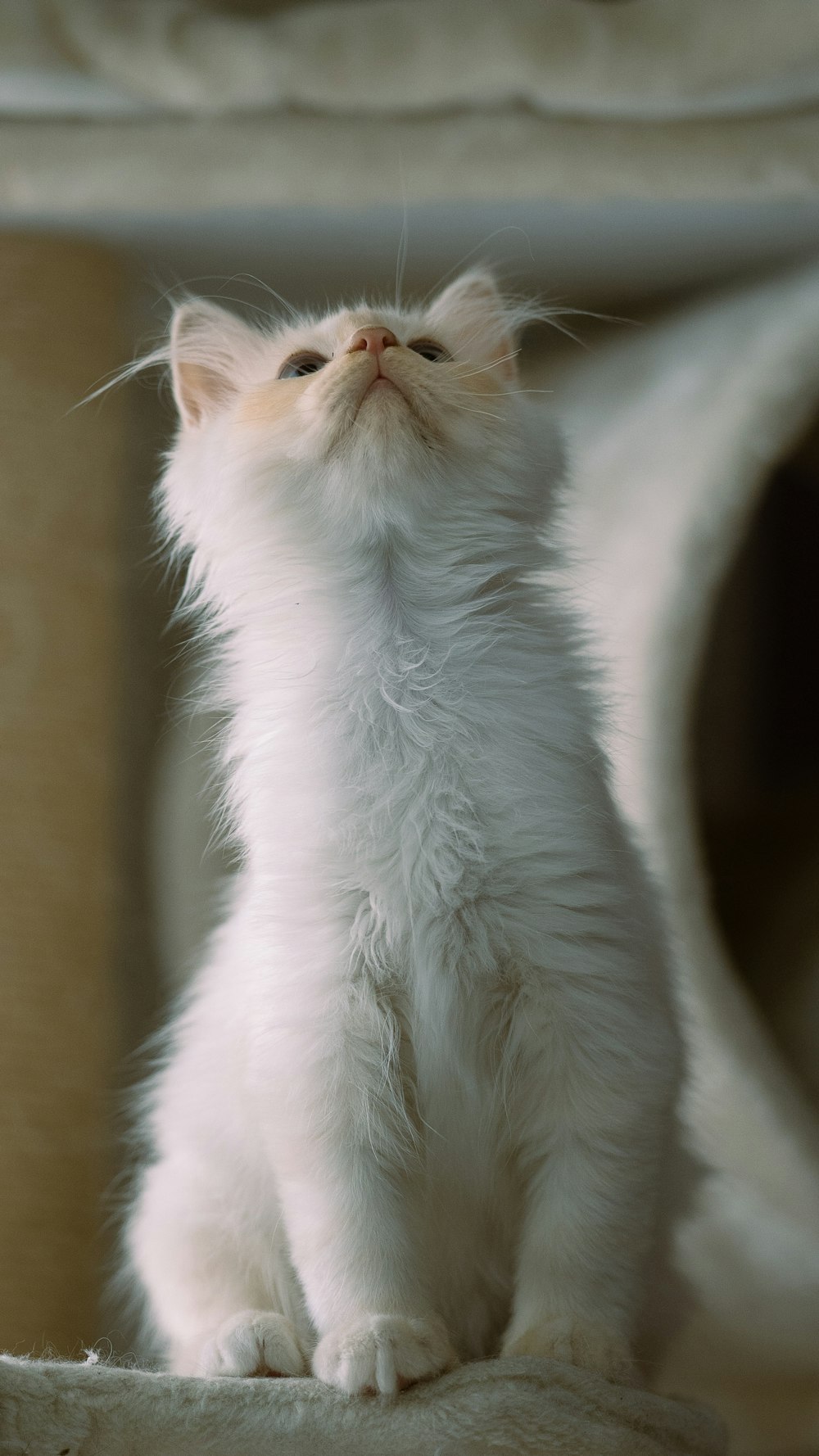 um gato que está olhando para a câmera
