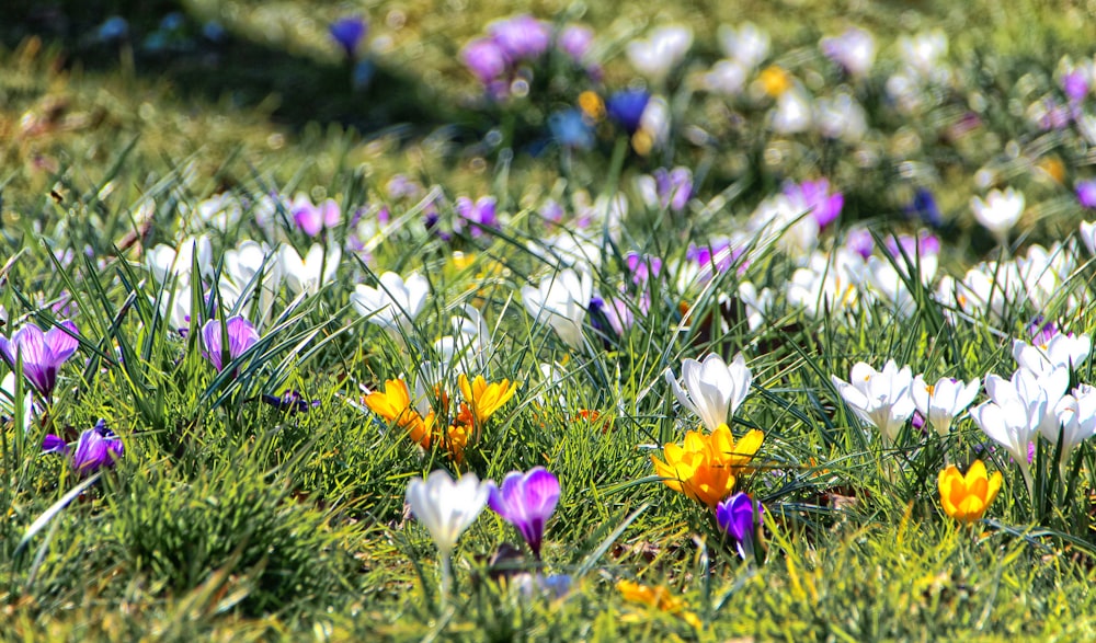 a bunch of flowers that are in the grass