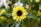 a sunflower with a bee on it in a field