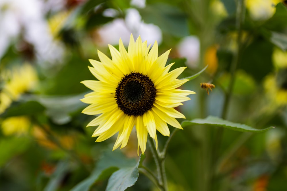 un girasole con un'ape su di esso in un campo