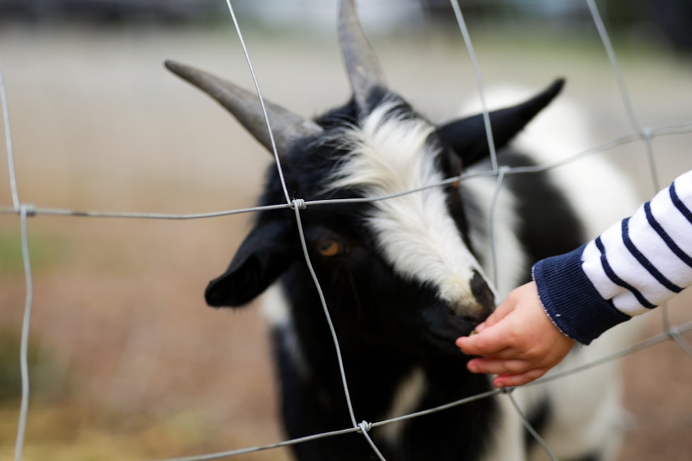 a person petting a goat through a fence