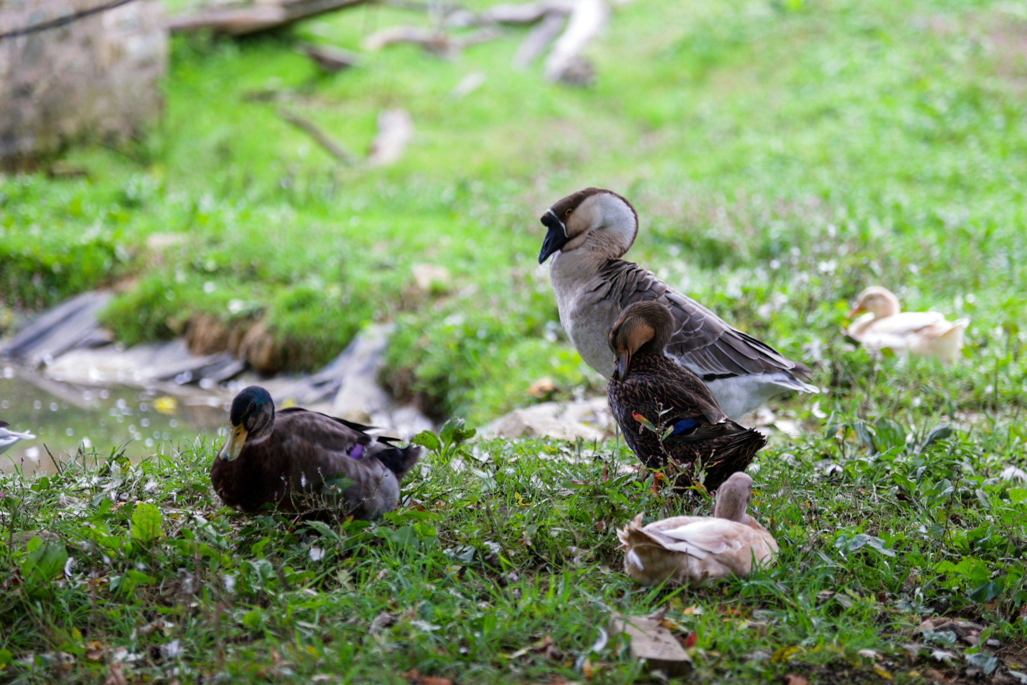 Photo by harrisonmitchell