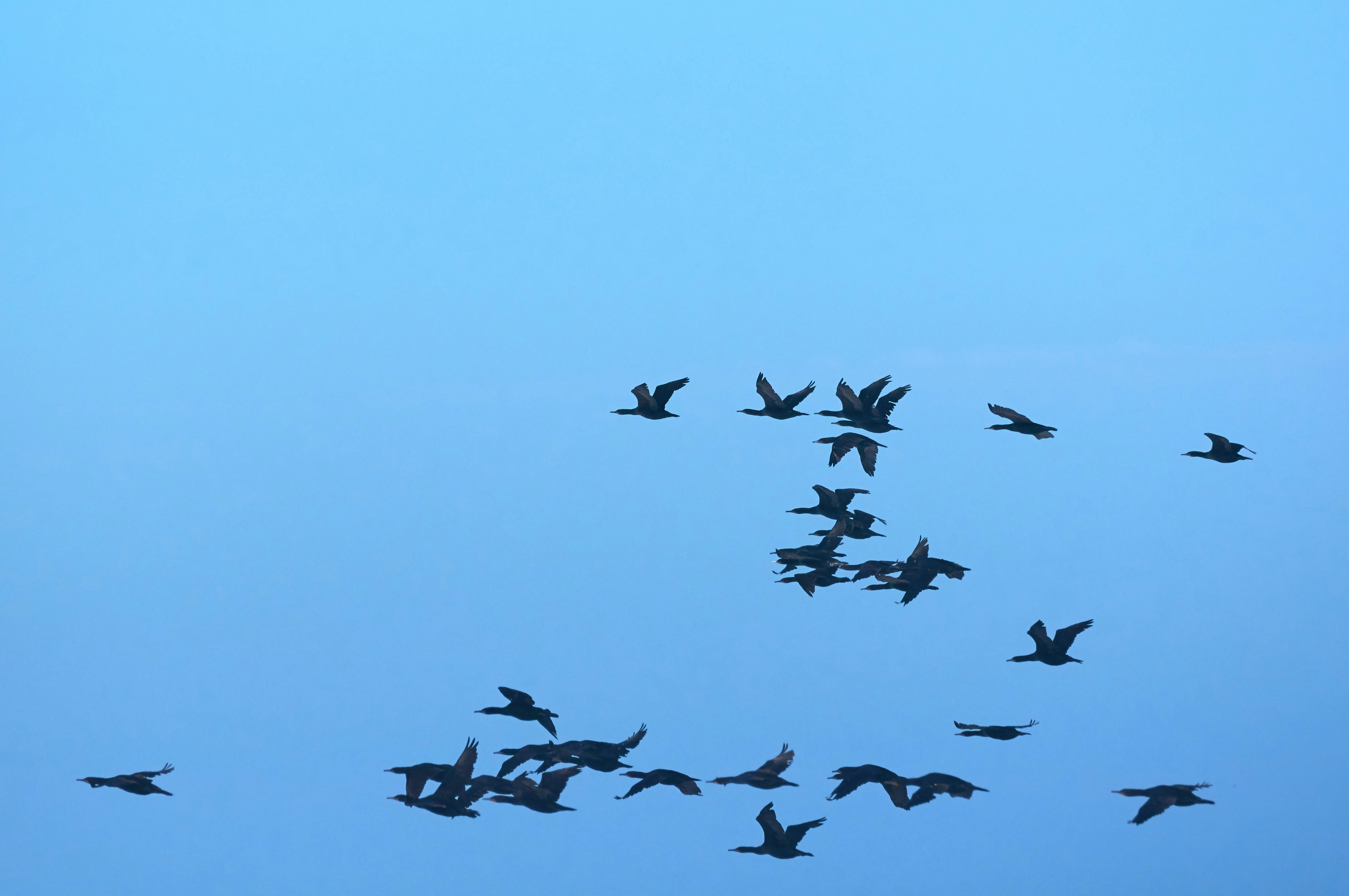 Photo by wolfgang_hasselmann