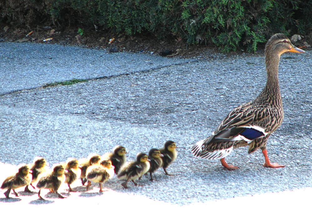 a mother duck walking with her ducklings