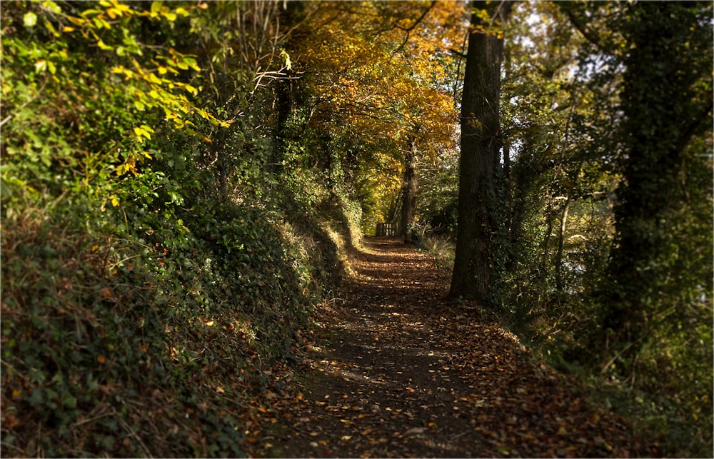 a path in a wooded area surrounded by trees