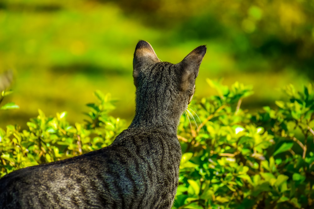 a cat is looking up at the sky