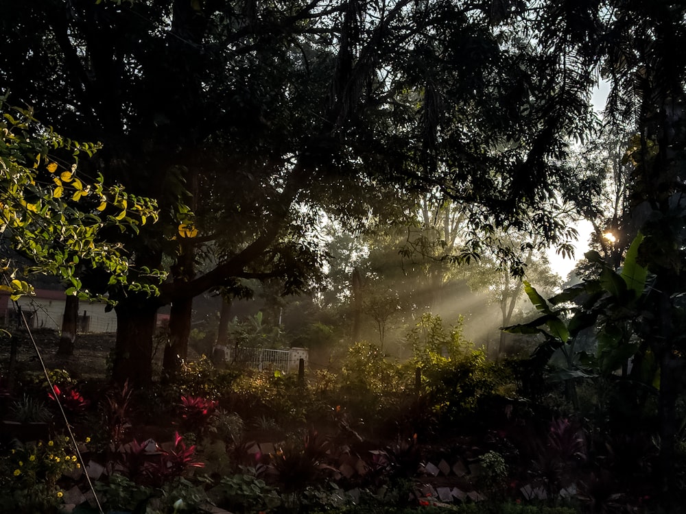 the sun is shining through the trees in the forest