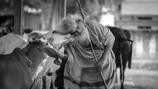 An elderly person with long hair and a beard gently embraces a cow, holding a staff. The interaction is tender, reflecting a deep bond between the two. Several other cattle are present in the background.