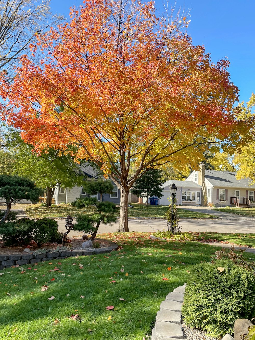 a tree with orange and yellow leaves in a yard