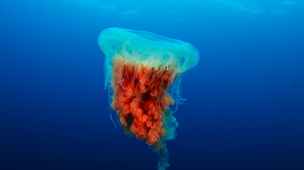 a jellyfish floating in the ocean with a blue background