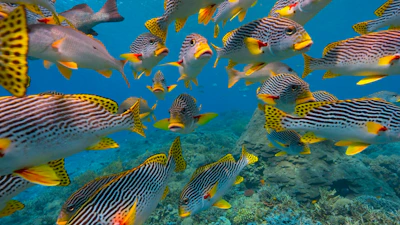 a large group of fish swimming over a coral reef