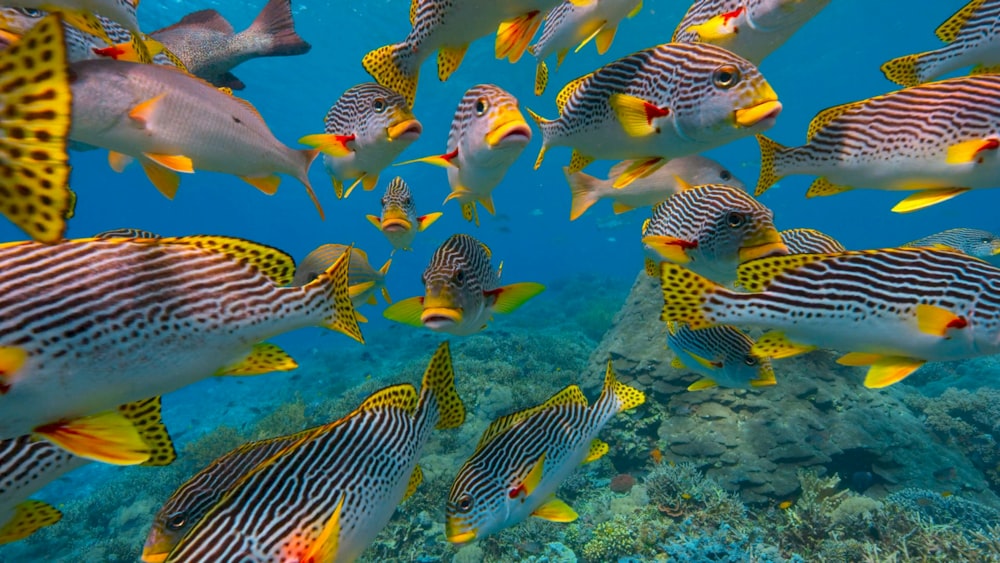 산호초 위로 헤엄 치는 물고기의 큰 그룹