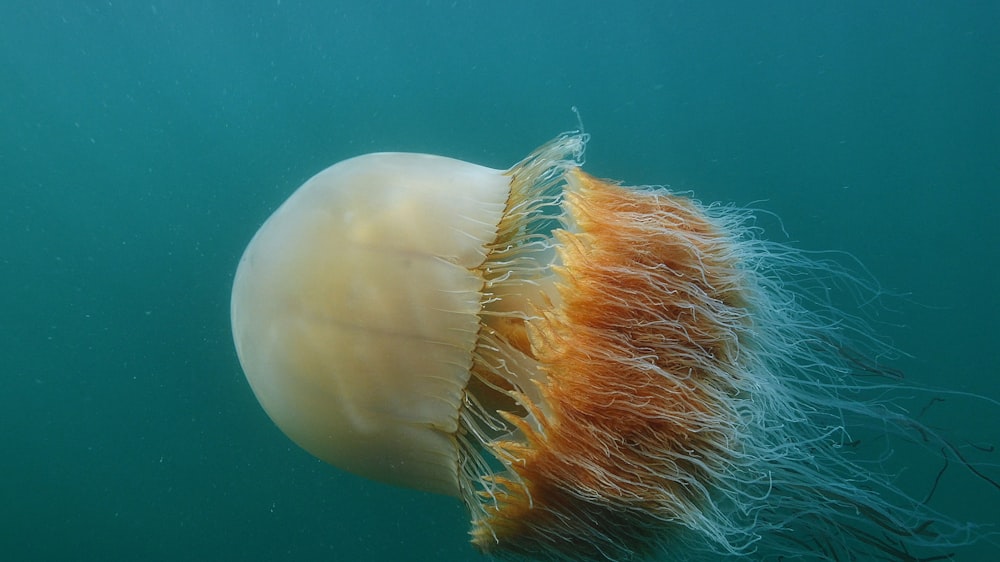 a jellyfish is swimming in the water