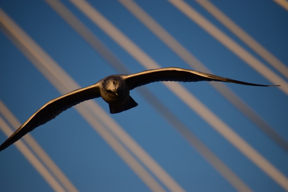 a large bird flying through a blue sky