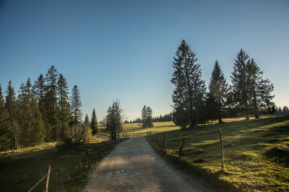 a dirt road surrounded by trees and grass