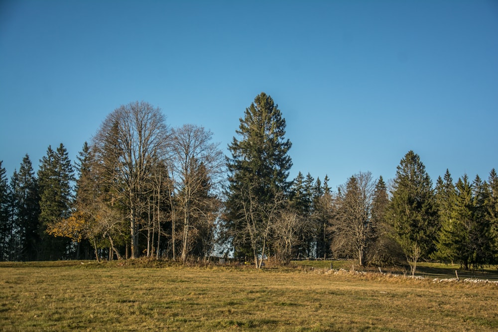 a grassy field with trees in the background