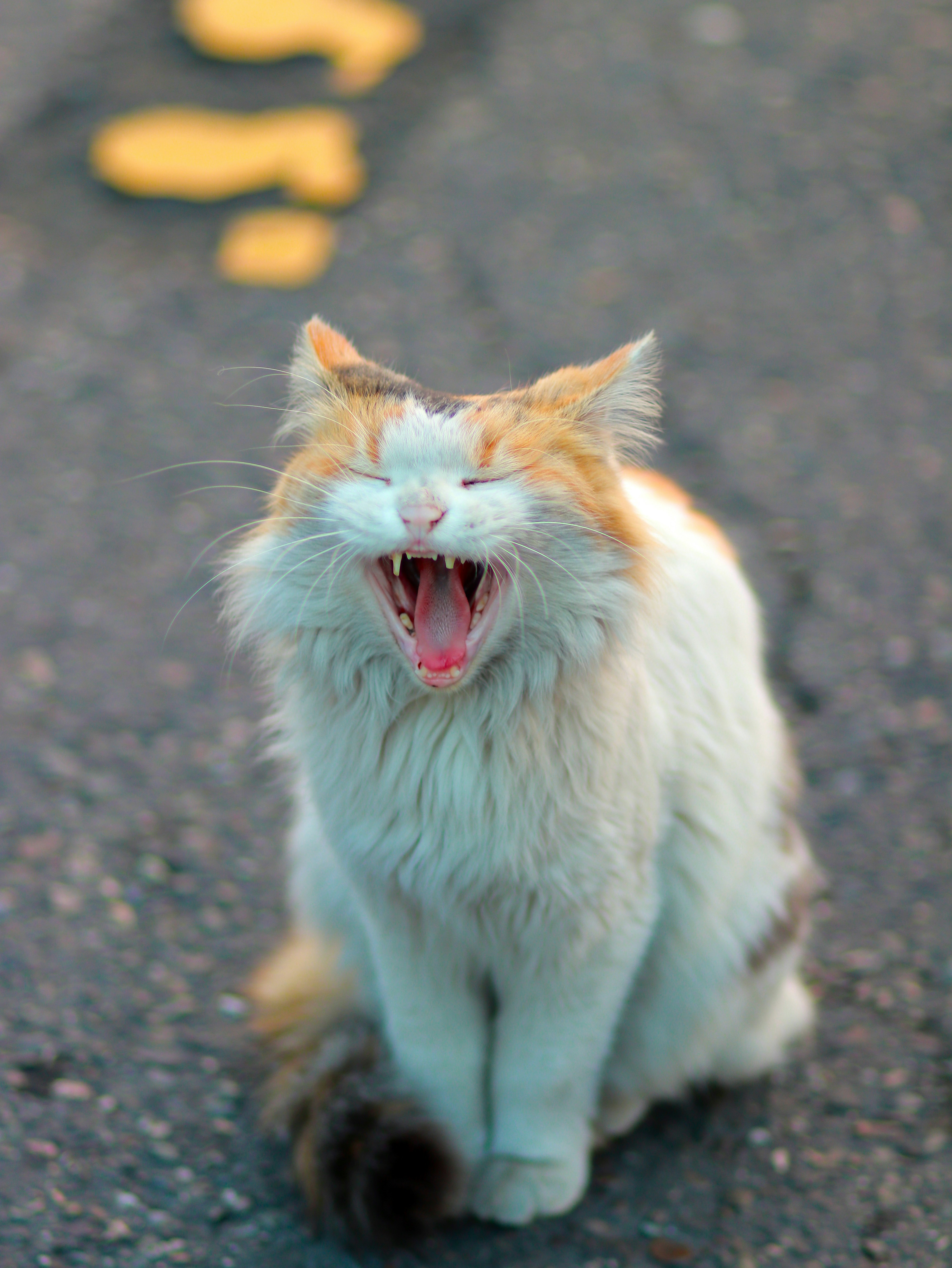 Photo by erfansttrvnd