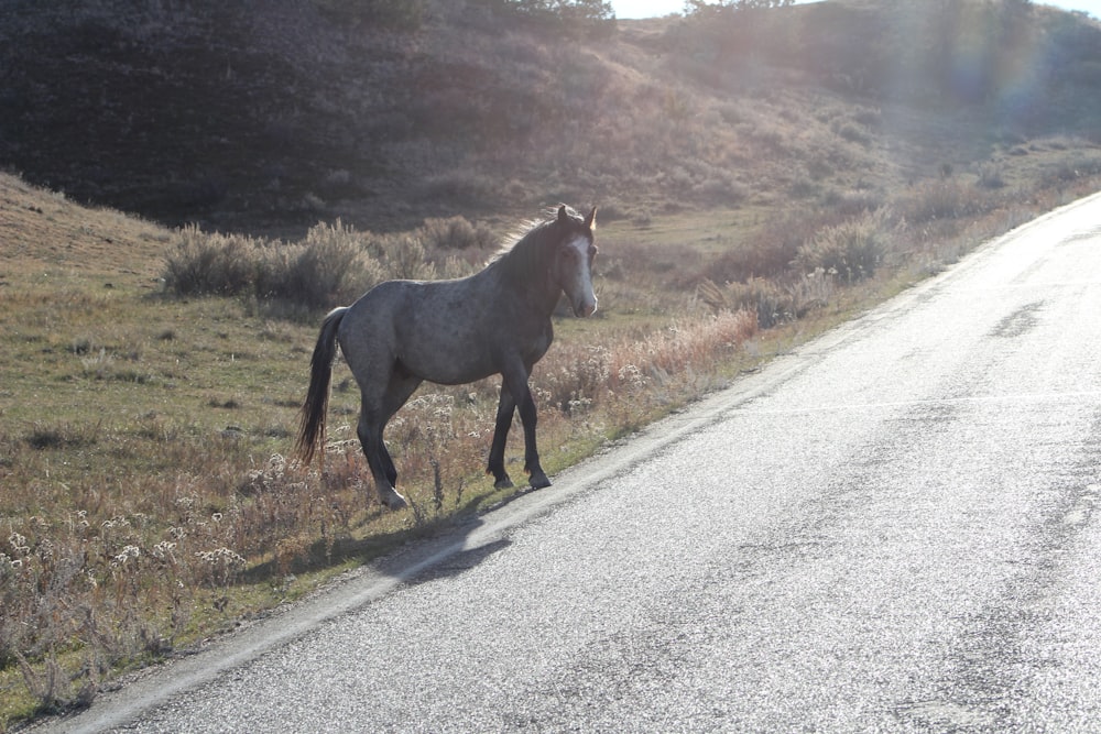 a horse standing on the side of a road