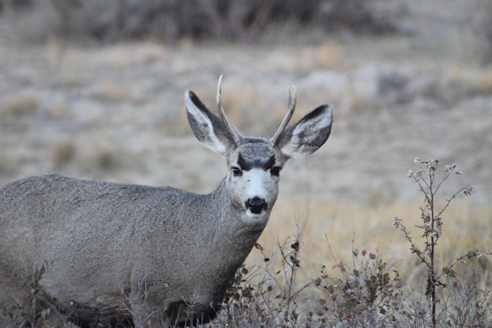 Mature mule deer buck with heavy four-point rack standing broadside in sagebrush country