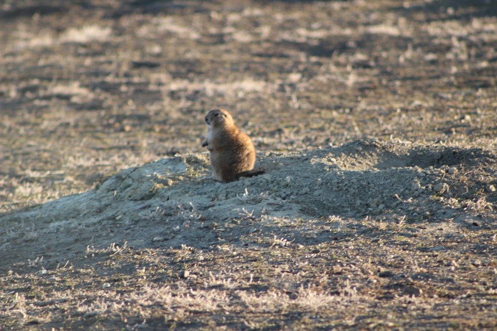 a ground squirrel sitting on top of a pile of dirt
