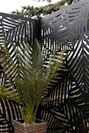 a plant in a basket on a table
