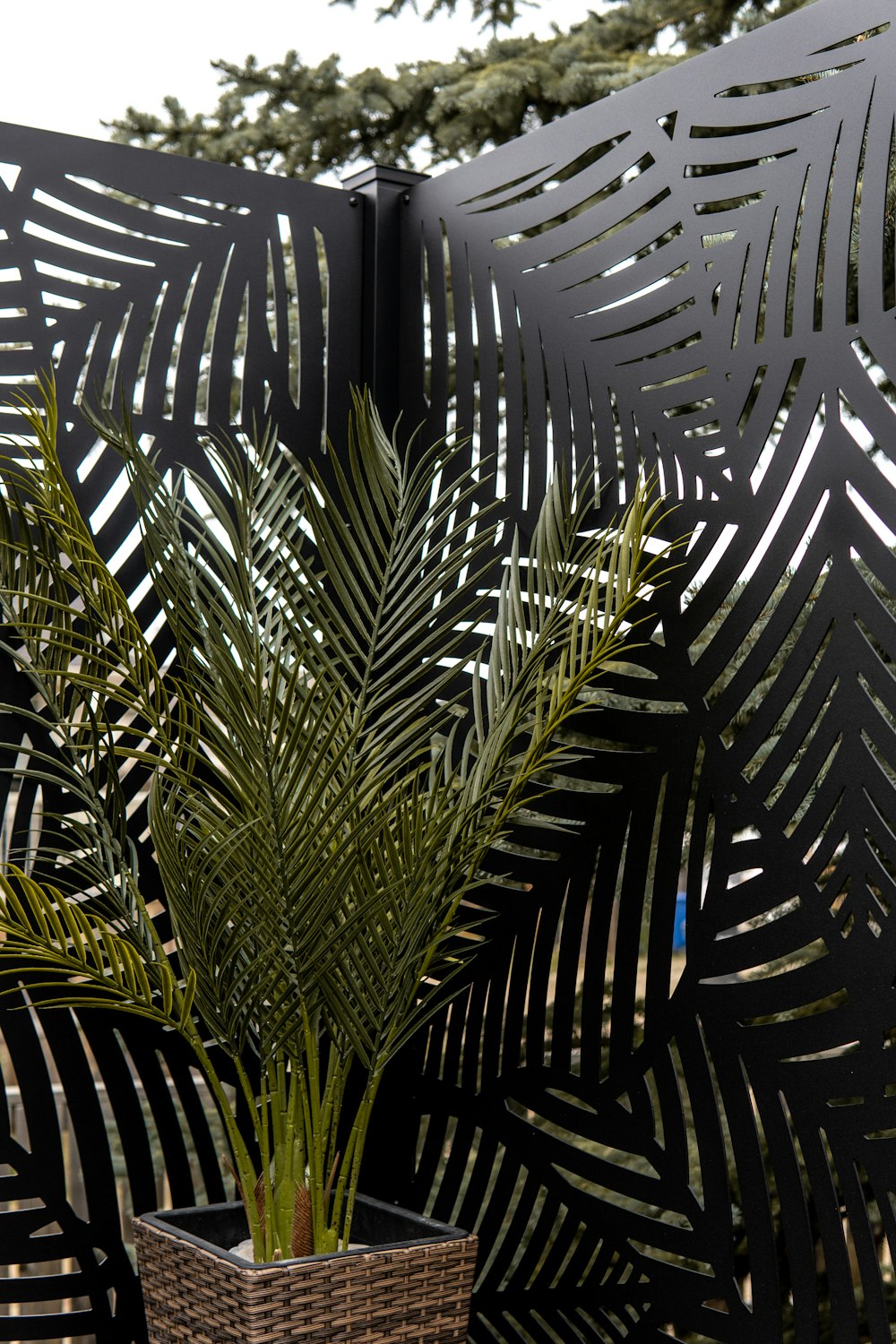 Una planta en una canasta sobre una mesa