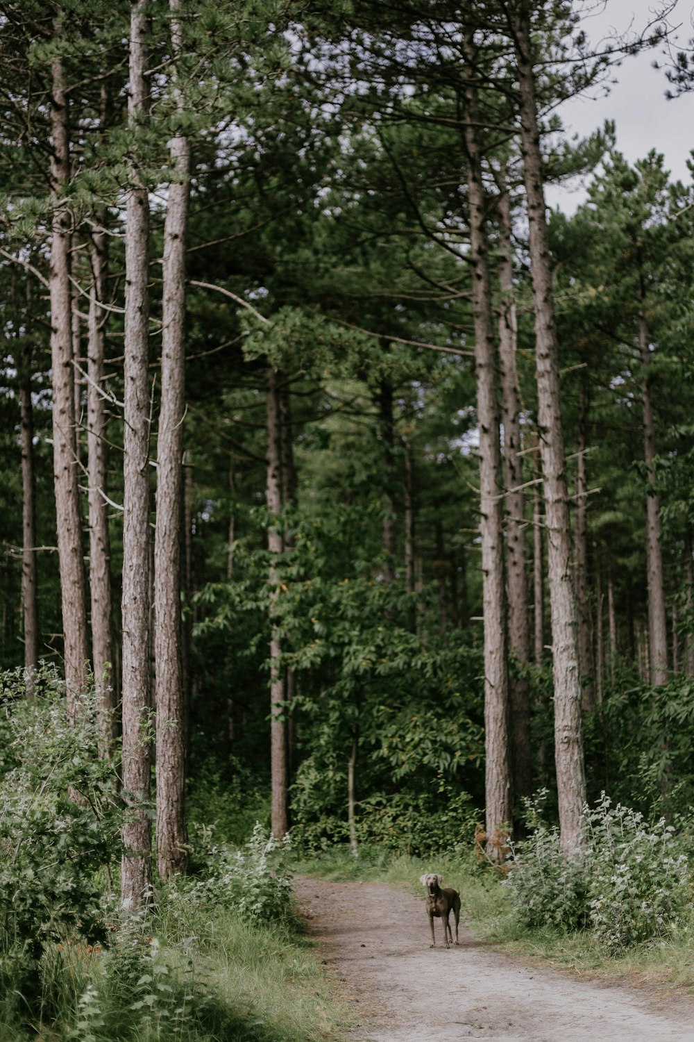 a dog standing on a dirt road in the middle of a forest