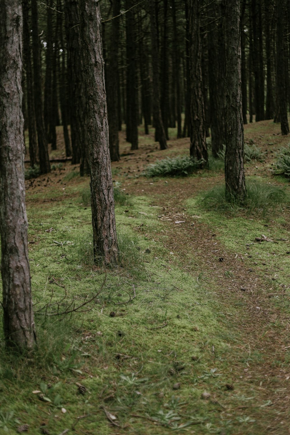 a path in the middle of a forest with lots of trees