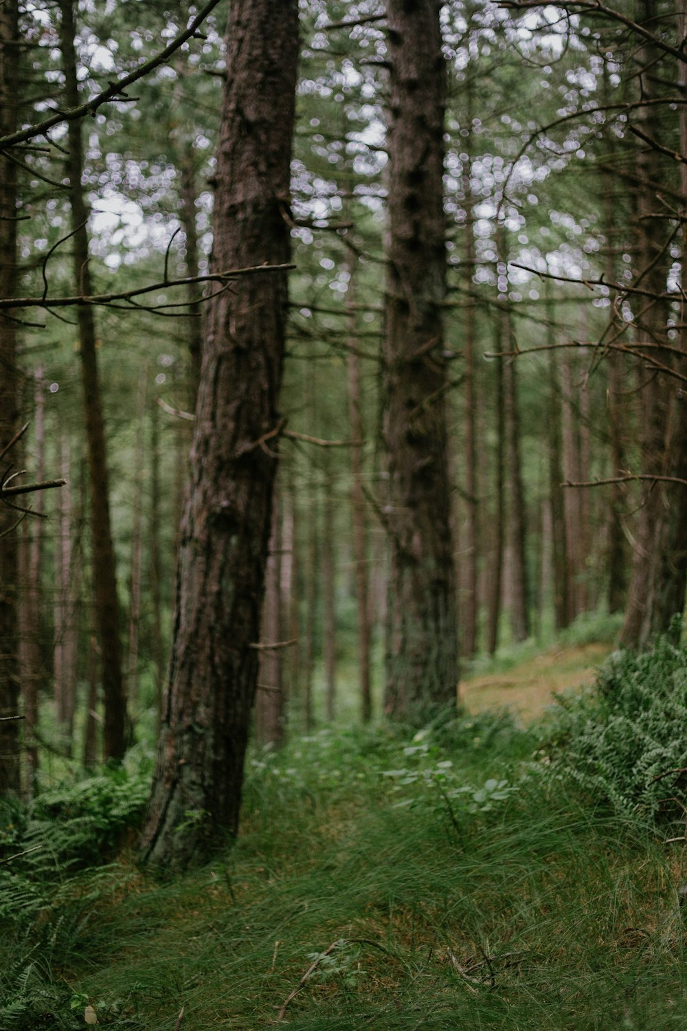 a bench sitting in the middle of a forest