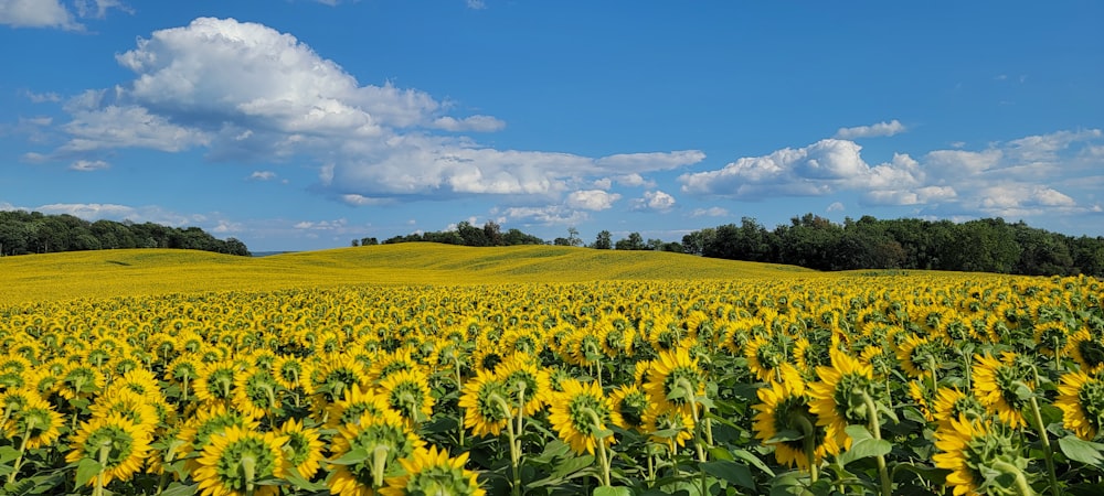 a large field of sunflowers under a blue sky